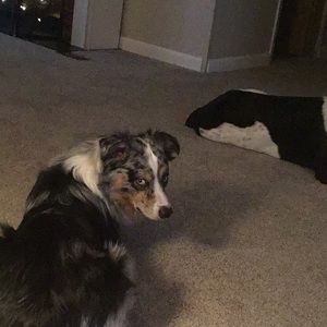 Meet your Posher, Dana